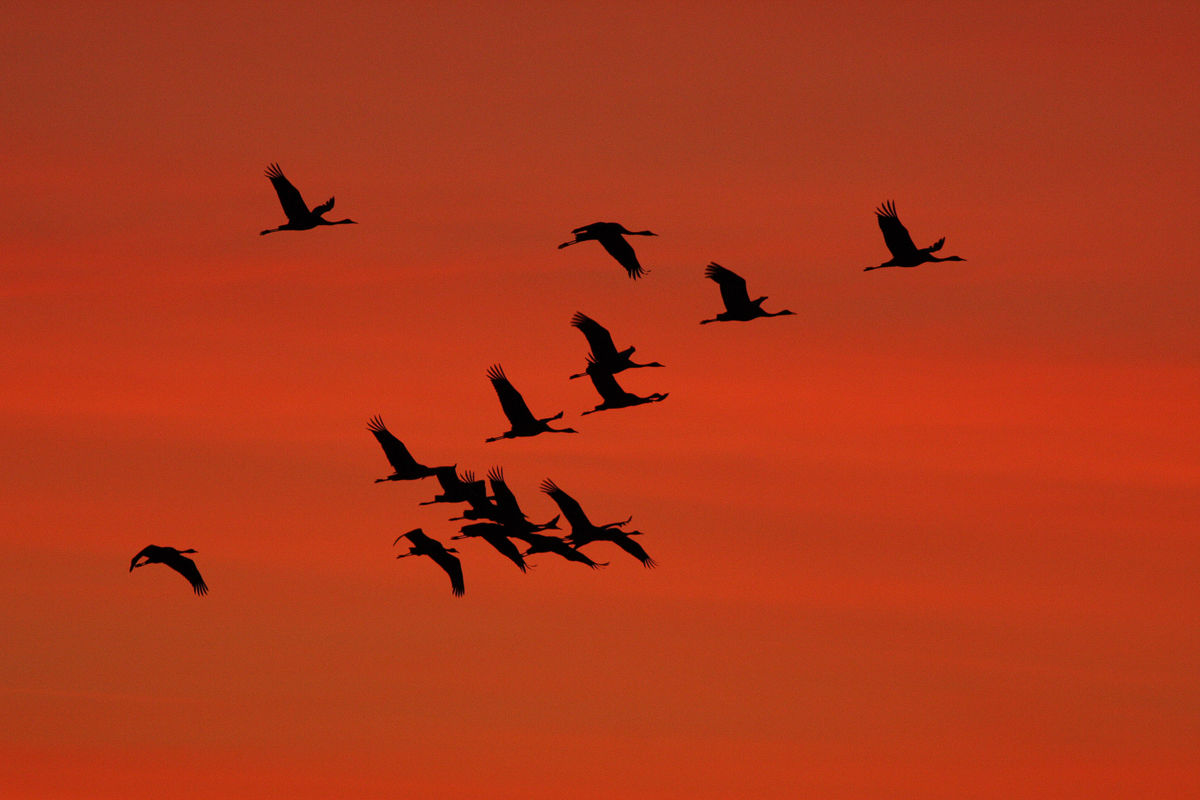 Grues cendrées